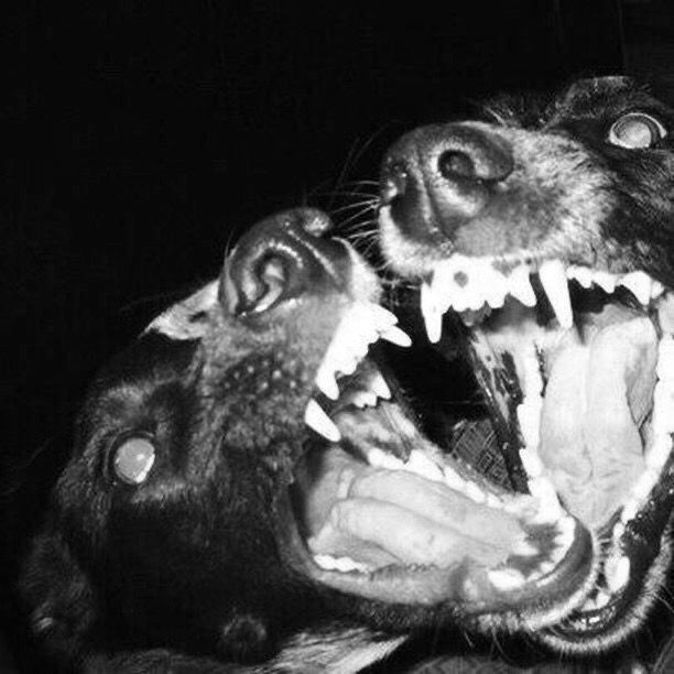 Who let the fucking dogs out of my mouth?
